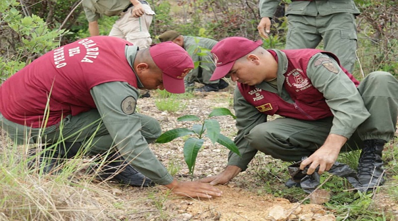 Reforestación del Cerro El Café beneficia a valencianos