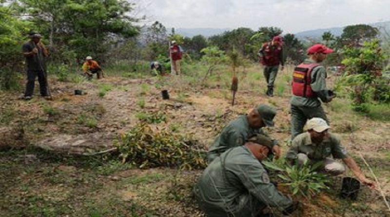 Reforestación del Cerro El Café beneficia a valencianos (Foto Isaac Batista/Minec)