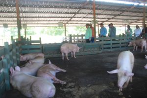 Jornada Productiva para propiciar el avance y la expansión de la industria y agroindustria nacional