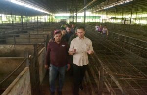 Gobierno Bolivariano aprobó pagos de primer lote de animales destinados al Plan Porcino Nacional