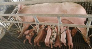 Gobierno Bolivariano aprobó pagos de primer lote de animales destinados al Plan Porcino Nacional