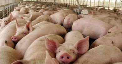 Inspeccionan producción de carne porcina en Agropecuaria “El Porcao”