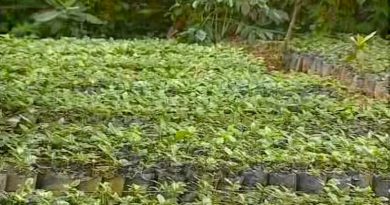 Gobierno Bolivariano aprobó la dotación de 825 mil plantas de café para recuperar capacidad productiva de los sectores Santa Cruz de Mora y Tovar en Mérida