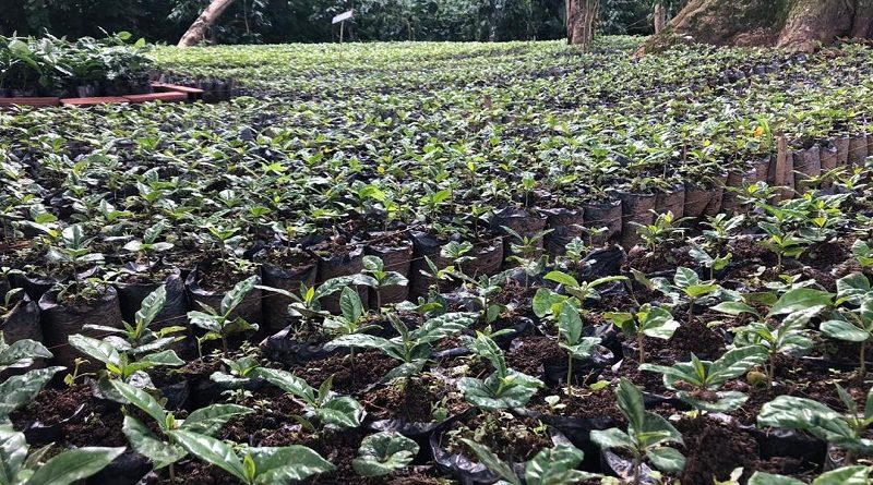 Caficultores de Miranda reciben formación en manejo agronómico del cultivo de café