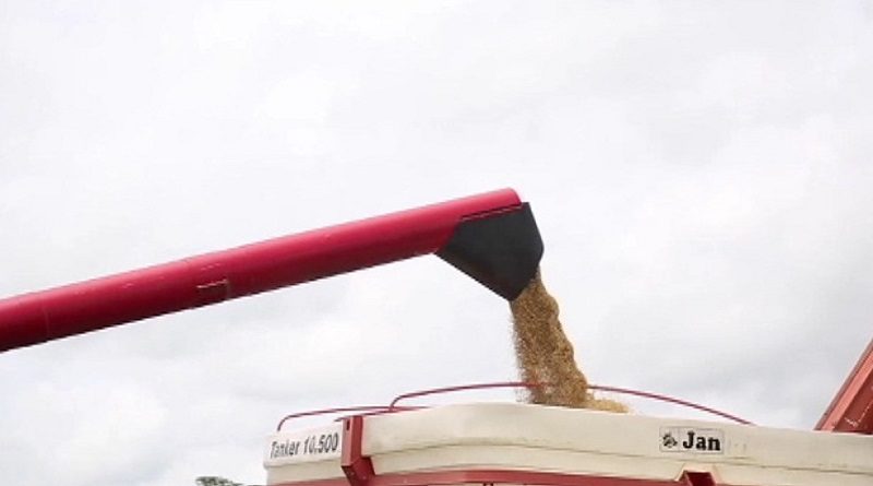 Cojedes impulsa la siembra de más de 20 hectáreas con la variedad VIVE