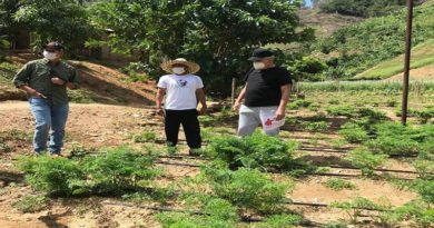 Área de Producción Agroalimentaria Cacique Tiuna cuenta con un potencial agrícola de 5 mil kilos de hortalizas
