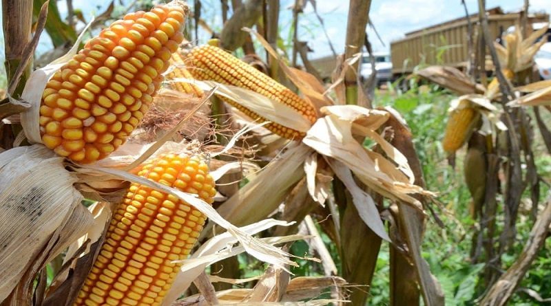 Garantizan insumos para el desarrollo de las actividades agrícolas en Guárico
