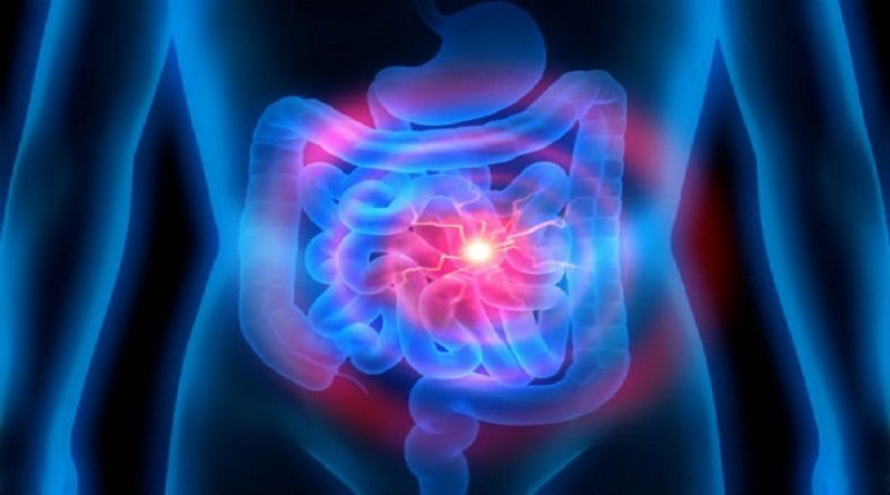 Bacteroides presentes en la microbiota intestinal inciden en el desarrollo cerebral de los bebés varones