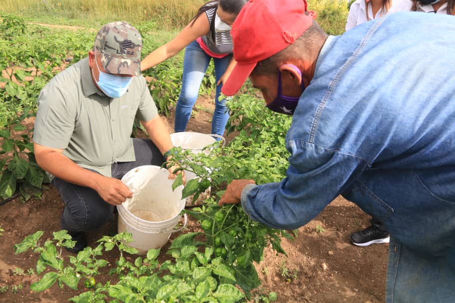LARA | Productores de Barquisimeto reciben crédito para siembra de 15 toneladas de ají dulce destinadas a Ferias del Campo