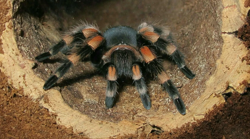 Una tarántula - Foto : Pixabay/ benesek