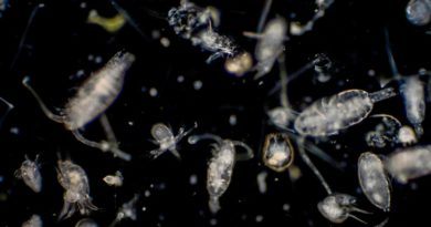Descubren nuevo grupo de virus en aguas de los océanos