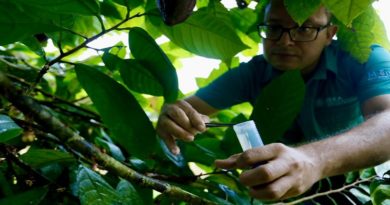Gobierno nacional avanza en investigación para proteger el cacao venezolano