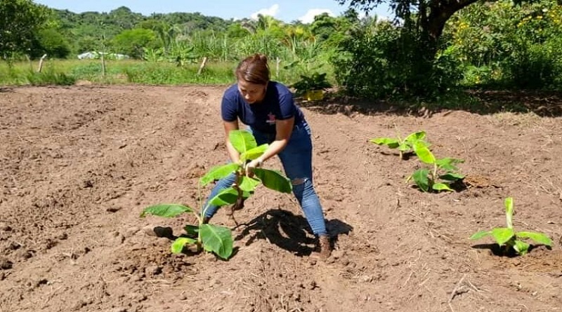 ACAV establece Banco de Semillas para producción de plantas de plátano