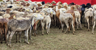 Miranda robustece economía con el impulso de producción caprina y ovina