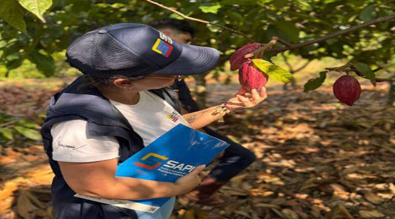 Evalúan cacao de Barinas para otorgar Indicaciones Geográficas Protegidas