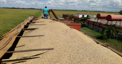 Inicia cosecha del ciclo Norte Verano de arroz en Portuguesa con miradas a exportar